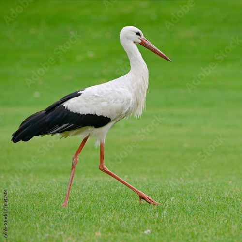 Naklejka na kafelki Stork on the green grass