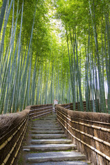  Bambusowy lasowy przejście blisko Adashinonenbutsuji świątyni, Kyoto