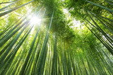 Fototapeta Sypialnia - Bamboo forest Kyoto - Japan