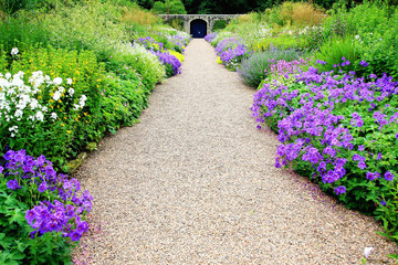 violet geranium flowers along the path