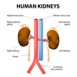 Kidneys, adrenal glands, aorta and vena cava. Human anatomy