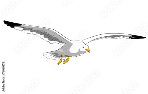 fliegende möwe Stock Illustration | Adobe Stock