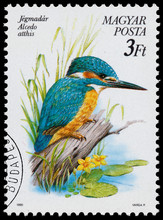 Stamp Printed In Hungary Shows The Common Kingfisher