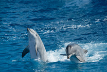Two Dolphins Playing During Performance In The Ocean Park