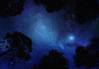 Wall Mural - Starry sky through trees