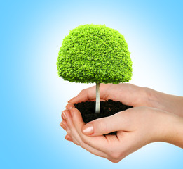 Poster - Small tree in hands on blue background