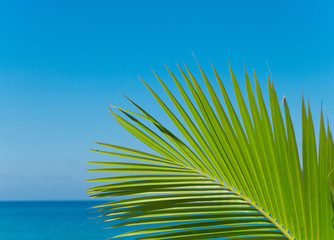 Canvas Print - Palm Panorama Exotic Paradise