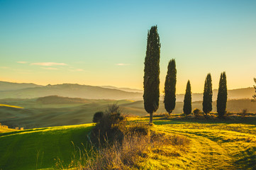 Wall Mural - Cypresses in the light of the setting sunset over Tuscan fields.