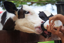 Little Baby Cow Feeding From Milk Bottle
