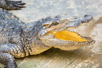 dangerous crocodile open mouth in farm in phuket, thailand