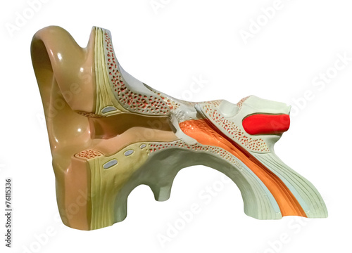 Naklejka na szybę model of inner ear