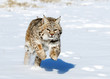 Bobcat in winter