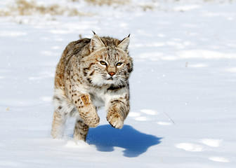 Canvas Print - bobcat in winter