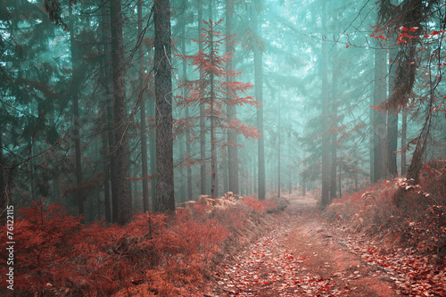 Naklejka dekoracyjna Forest fairytale road