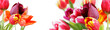 tulpen vor weißem hintergrund, highres banner