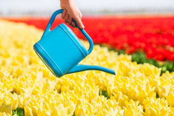 Wall Mural - Hand holds watering pot and tulip field rows