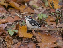 The Downy Woodpecker