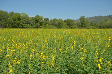 Wall Mural - yellow flower field