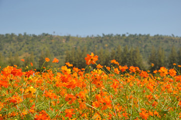 Wall Mural - orange marigold