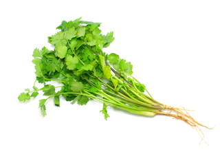 Canvas Print - coriander isolated on white background