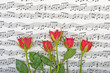 Bouquet of red roses on a background of music notes
