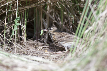 Sticker - Anthus trivialis. The nest of the Tree Pipit in nature.