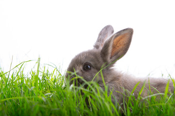 Wall Mural - osterhase