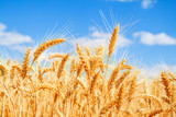 Fototapeta  - Gold wheat field and blue sky
