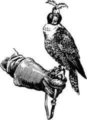 vintage illustration hand falconry