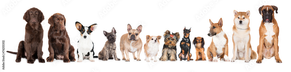 Obraz na płótnie group of dogs w salonie