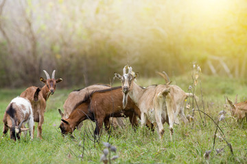 Canvas Print - Alpine goats