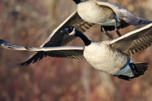 Canada Geese Flying Through Marsh