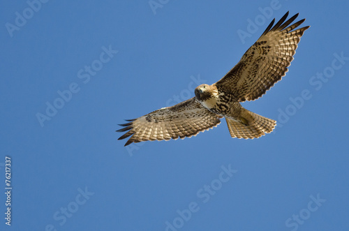 Cuadros en Lienzo Red-Tailed Hawk Making Eye Contact As It Flys