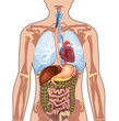 Human Body Anatomy. Vector Illustration isolated.