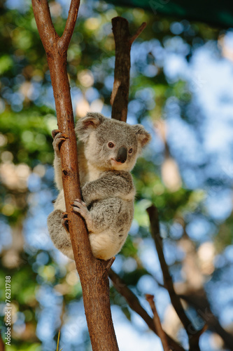 Plakaty koala  koala-w-currumbin-wildlife-park-qld-australia