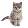© Leonid Nyshko - Gray cat sitting