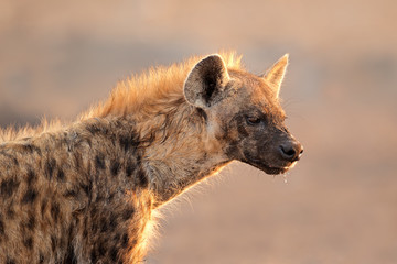 Wall Mural - spotted hyena portrait, etosha national park