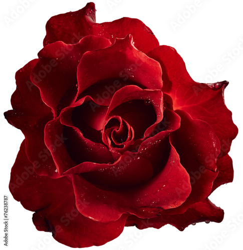 Red rose with drops of water