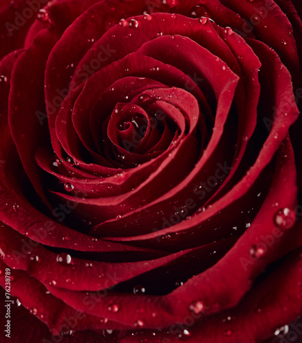 Red rose