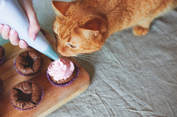 cat eats cupcakes