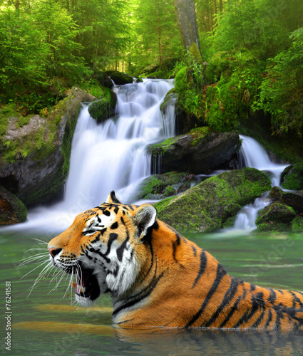 Obraz w ramie Siberian Tiger in water