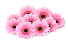 Pink Gerbera Flowers