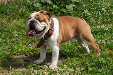 The Portrait Of English Bulldog In The Garden