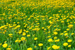 Field of ellow dandelion flowers
