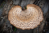 Fototapeta Lawenda - Close Up of Bracket Fungus on Tree Trunk