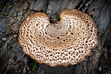 Close Up Of Bracket Fungus On Tree Trunk