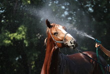 Red Horse Being Washed With Hose In Summer