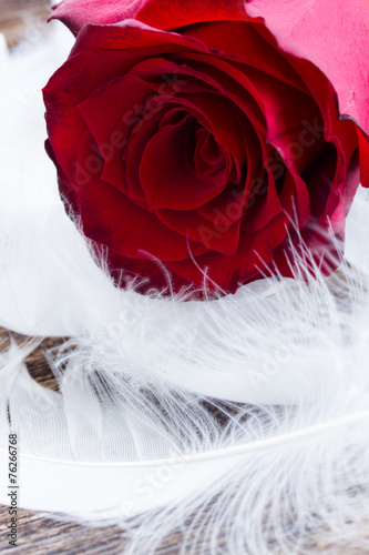 Naklejka dekoracyjna red roses on velvet