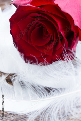 Naklejka na szafę red roses on velvet