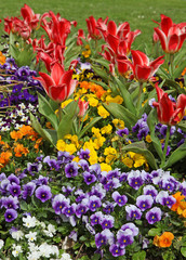 Wall Mural - massif de tulipes et de pensées